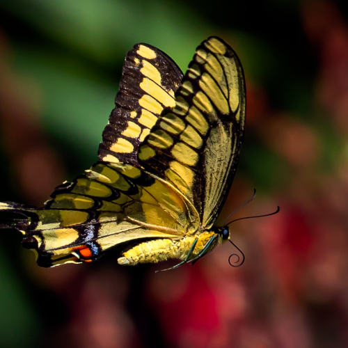 1645 NATclub2021 Don Taylor Giant Swallowtail In Flight