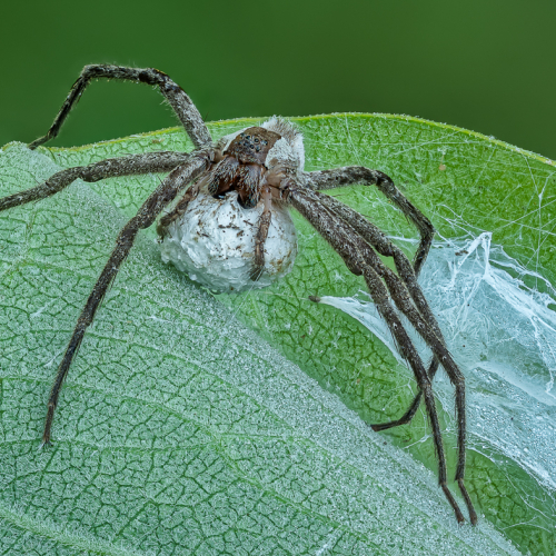 1er_Merit_Award-IN-Catalin Sandu-American Nursery Web Spider With Egg Sac