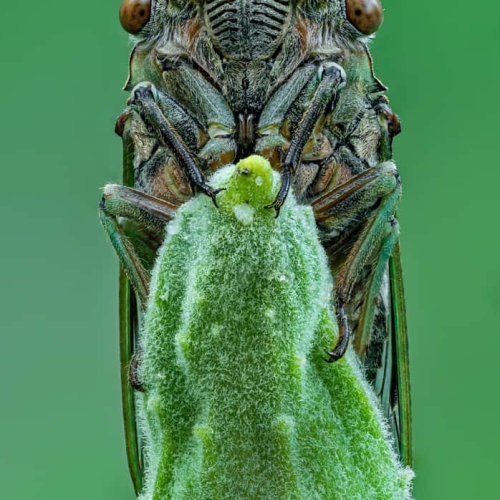 2ème_Prix_du_Mérite-IN-Catalin Sandu-Cicada Portrait