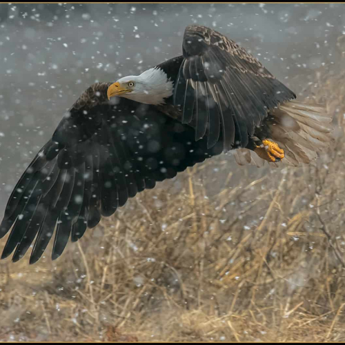 2nd Merit Award NS - Moncton Focus Camera Club - Guy L Brun - The Bald Eagle An Iconic Symbol Of Strenght And Resilience