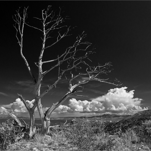 3e Prix du mérite - Thème du paysage - Etobicoke Camera Club - Geoffrey Pierpoint - Squelette