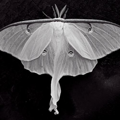 3ème Prix du mérite ANIMAL Gabriela Surerus Luna Moth Roosting