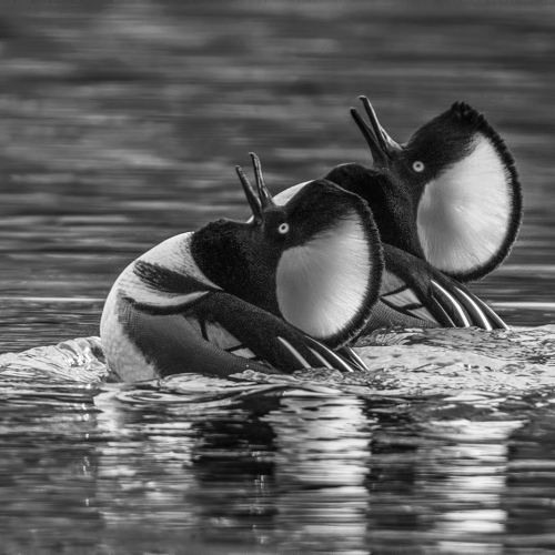 MÉDAILLE DE BRONZE The Chinese Canadian Photographic Society Of Toronto Kaisun Law Merganser Mating Dance