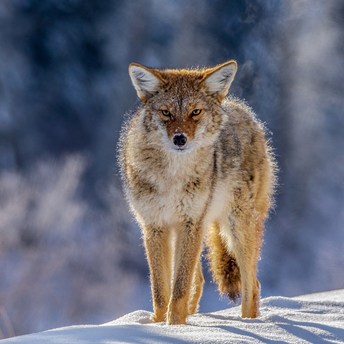 Médaille d'or - North Shore Photographic Society - Steve Wilson - Steamy Coyote