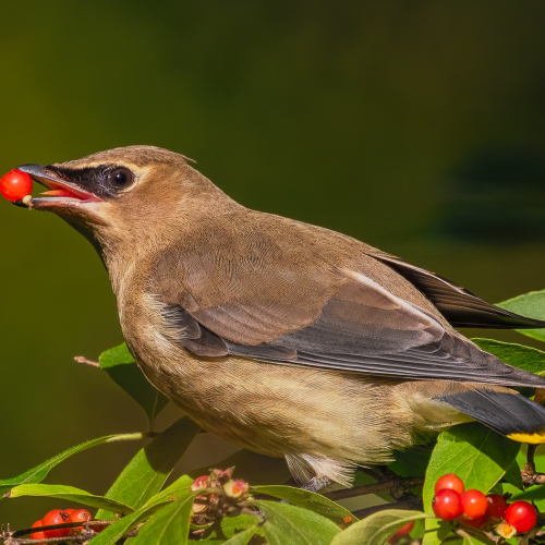 Gold Medal Trillium Photographic Club Geoff Dunn Juvenile Cedar Waxwing With Berry