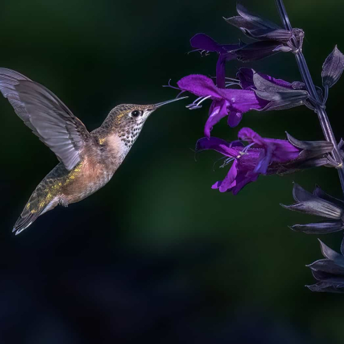 PRIX D'HONNEUR Heather Loewenhardt Annas Hummingbird