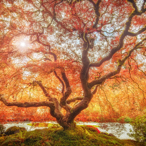 HONOUR AWARD James Xiang Tree Of Life Full Of Veins