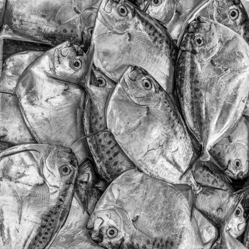 HONOUR AWARD Mary Chambers Black Pomfret Fish In Market