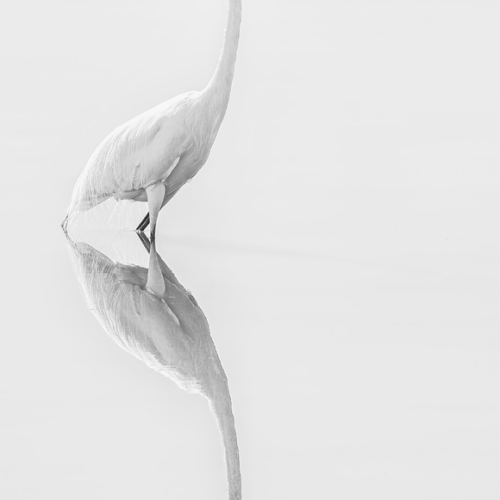 HONOUR AWARD Mary Chambers Reflected White Egret