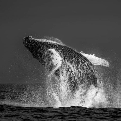 PRIX D'HONNEUR Michael Winsor Violation de baleine à bosse