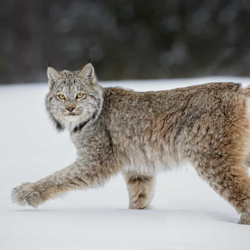 HONOUR AWARD Missy Mandel Canadian Lynx
