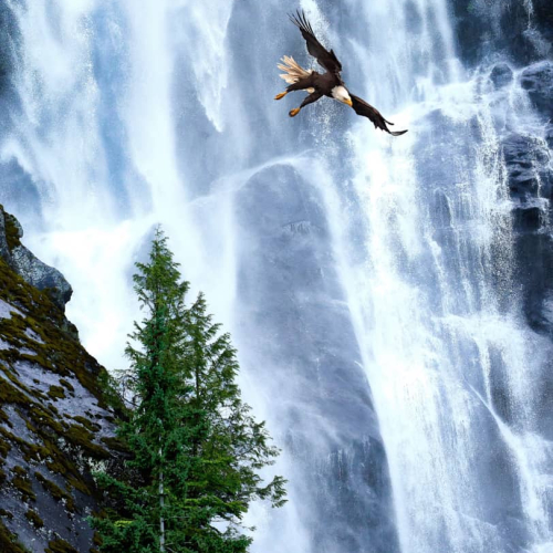 HONOUR AWARD Nicholas Delany Bald Eagle & The Falls