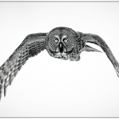 HONOUR AWARD Norman Dougan Great Grey Owl