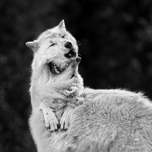 PRIX D'HONNEUR Richmond Hill Camera Club Kevin Kwong Arctic Wolf Affection