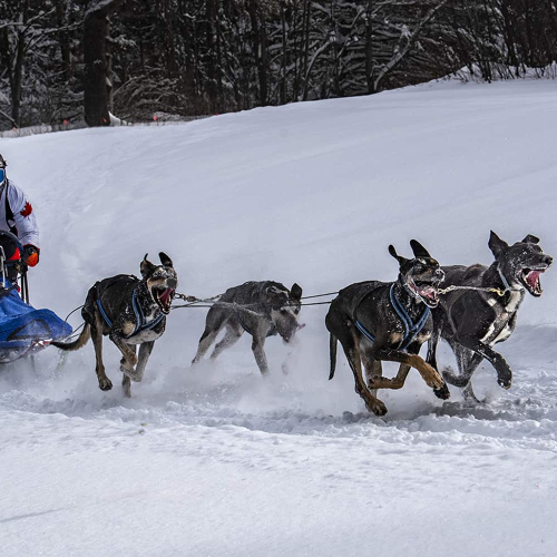 PRIX D'HONNEUR The Chinese Canadian Photographic Society Of Toronto Keith Au Ontario Dogsled Derby