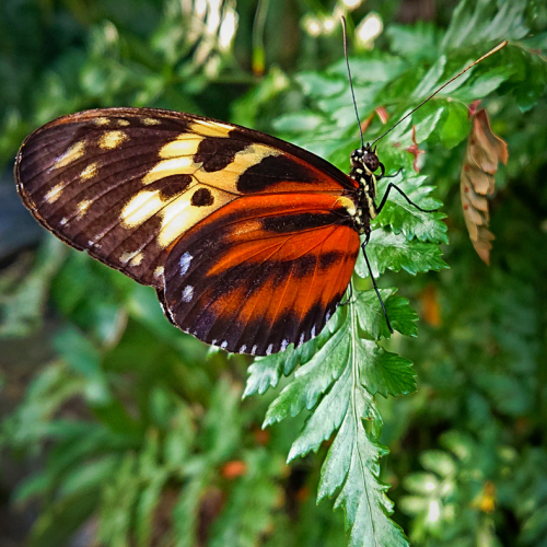 HONOUR AWARD Trillium Photographic Club Dan Copeland Isabella Tiger Butterfly