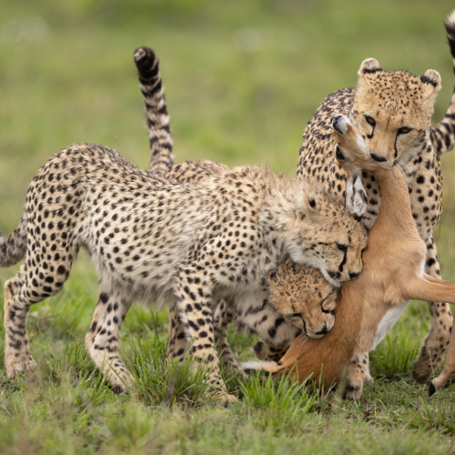 Honour Award Ilana Block Mama Cheetah With Dinner For Her Two Cubs