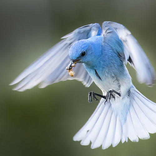 Prix d'honneur Lions Gate Camera Club David Wingate Oiseau bleu de montagne s'approchant du nid