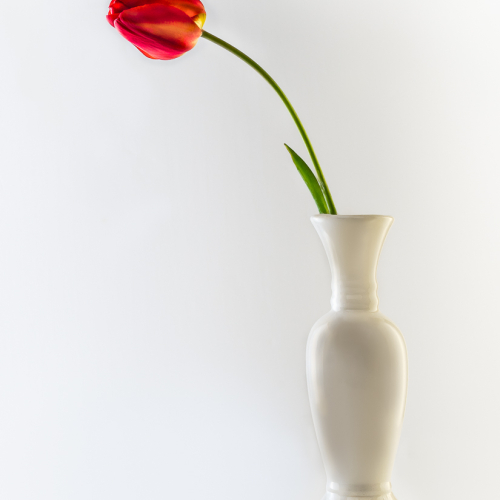 Prix d'honneur Mike Hirak Tulipe rouge