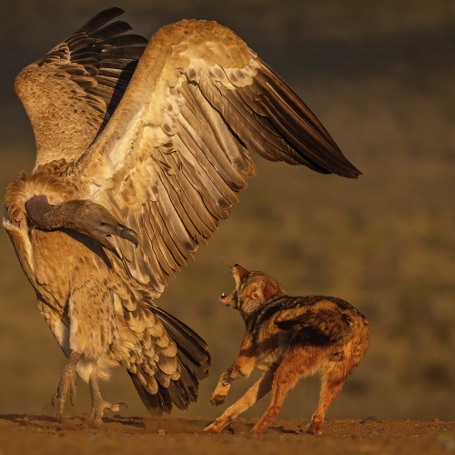 Honour Award Nature Photographic Society Of South Africa Kathy Kay Jackal And Vulture Confrontation