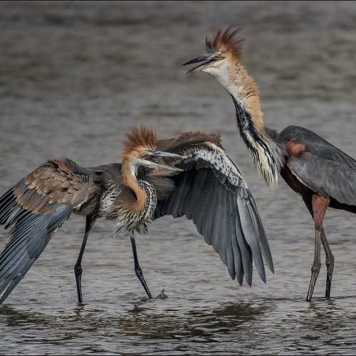 Honour Award Nature Photographic Society Of South Africa Leon Venter Giant Heron Display