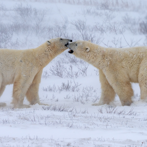 Prix d'honneur de la Chinese Canadian Photographic Society of Toronto Betty Chan Polar Bears Kissing