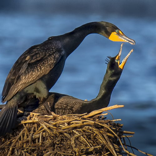 Honour Award The Chinese Canadian Photographic Society Of Toronto Peter Lau Cormorant Mating