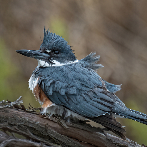 Honour Award William Bickle Belted Kingfisher