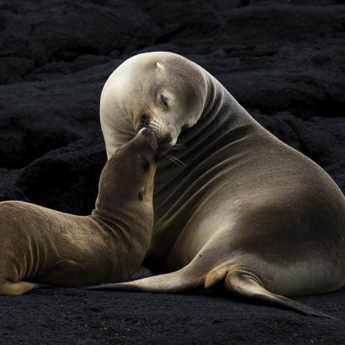 Nature - Gold Medal - Dieter Butouw (Photographic Society of South Africa) image - "Sealion Tenderness"