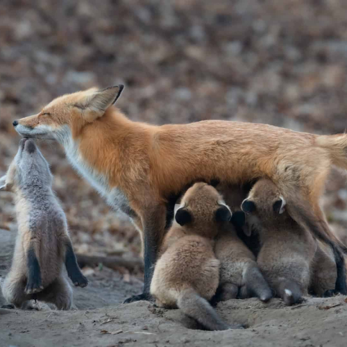 Nature - Honourable Mention - Qing Li (CAPA) image - "Fox Family"