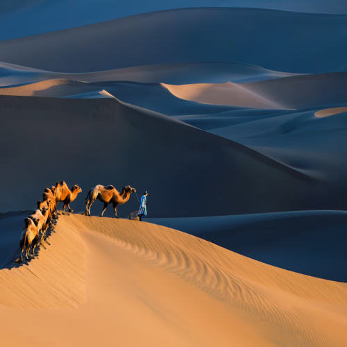 Silver Medal Jiahua Elite Photography Association Richard Liu Desert Camels