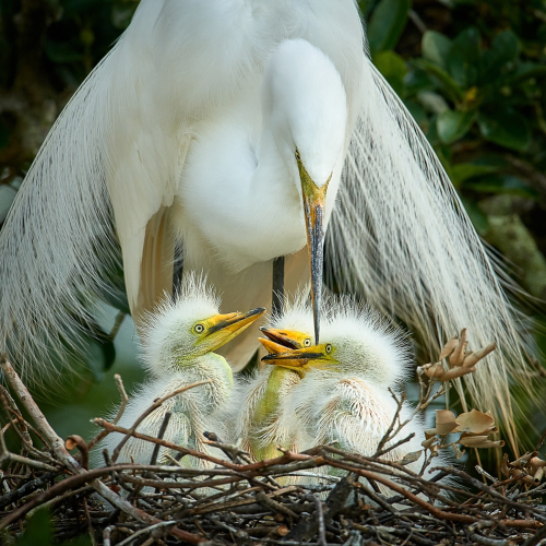 Silver Medal London Camera Club Bill Boswell Mother Egret With 3 Chicks