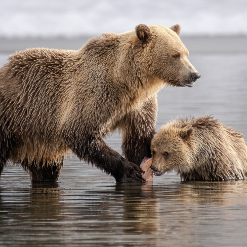 Médaille d'argent London Camera Club Julie Hay Maman grizzly nourrissant son petit