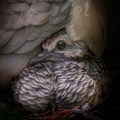Silver Medal London Camera Club Mary Chambers Mourning Dove Chick With Mother