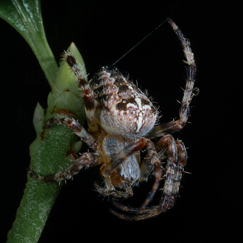 Silver Medal Richmond Hill Camera Club George Cates Crowned Orb Weaver Spider